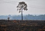 Mato Grosso madeira ilegal