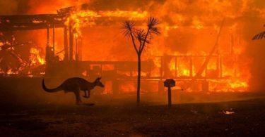 incendios das matas australianas