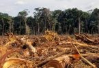 desmatamento e marcas globais