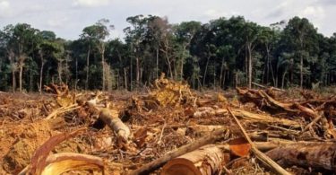 desmatamento e marcas globais