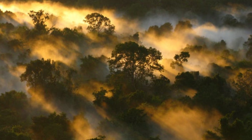 Floresta Amazônica CO2