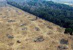 desmatamento Amazonia aumenta