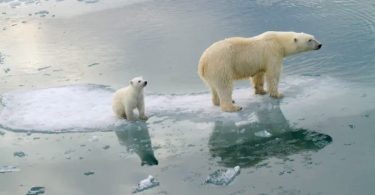 ursos polares extinção