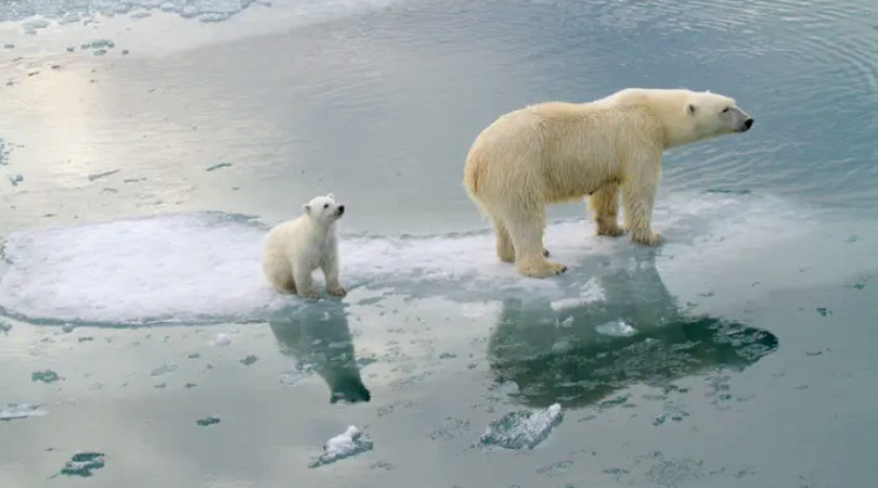 ursos polares extinção