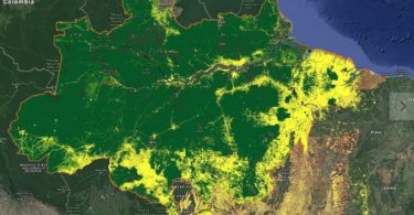 corte novo satélite monitoramento desmatamento