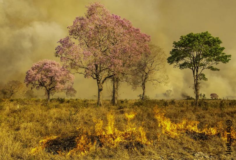 queimadas Pantanal
