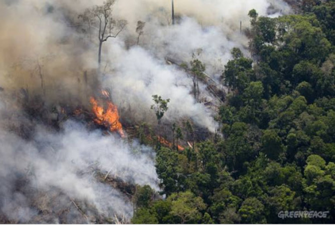 queimadas amazônia
