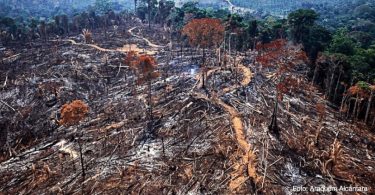 desmatamento Floresta Amazônica 2020