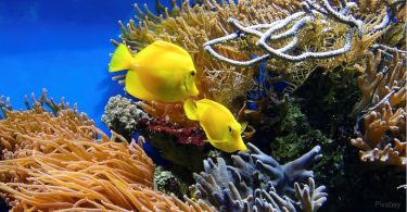 recife de corais algas