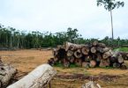 Ipê madeira ilegal