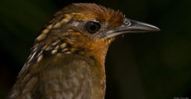 pássaros Amazônia