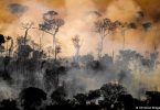 queimadas Amazônia efeitos