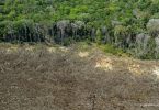 desmatamento Amazônia aumenta