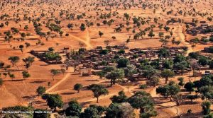 árvores no Sahel