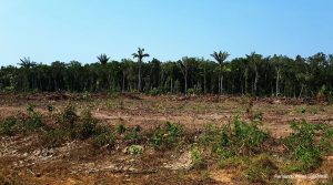 IBGE perda vegetação florestal