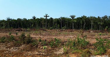 IBGE perda vegetação florestal