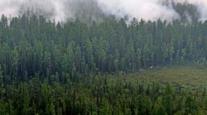 florestas russas