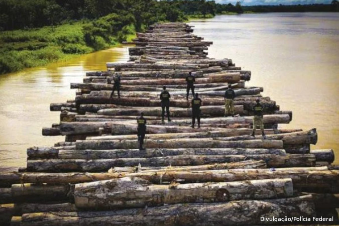 EUA apreensão madeira exportada
