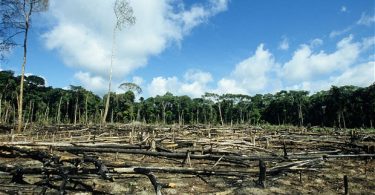 desmatamento Amazônia agronegócio