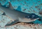 tubarão-de-ponta-branca-de-recife