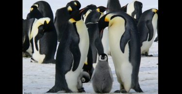 pinguins-imperadores