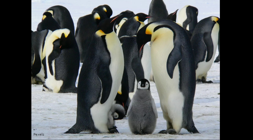pinguins-imperadores
