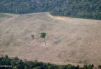 TNC Amazon restauração floresta amazônica