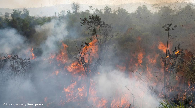 queimadas Amazônia perda de biodiversidade