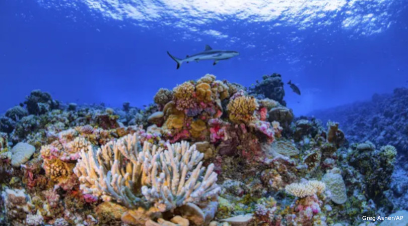 recife de corais