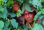Povos Indígenas proteção florestas
