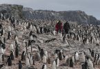 Antártica pinguins