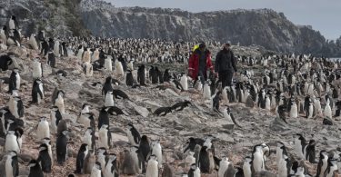 Antártica pinguins