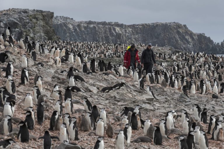 Antártica pinguins