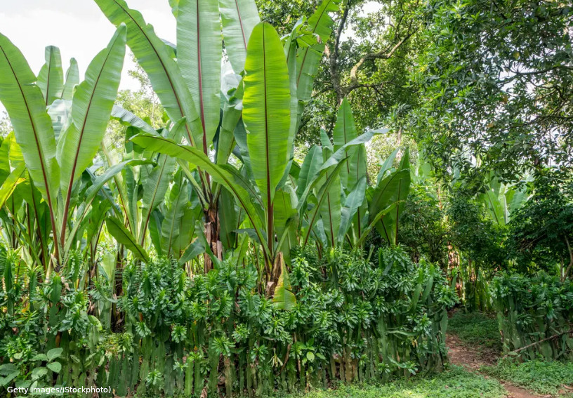 Bananeira da Abissínia