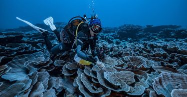 corais águas profundas Taiti