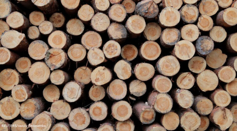 grandes empresas desmatamento