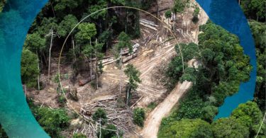 COP26 desmatamento