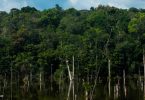 Floresta Amazônica nativa