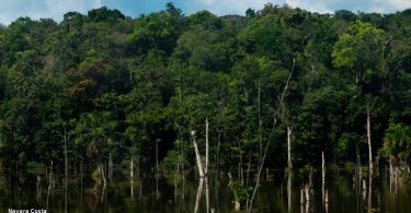 Floresta Amazônica nativa