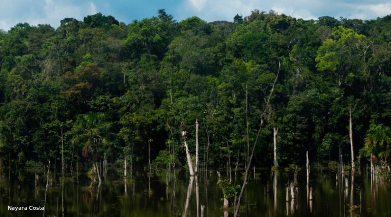 Floresta Amazônica nativa