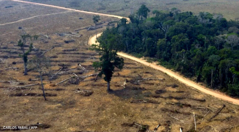 Ibama alertas de desmatamento