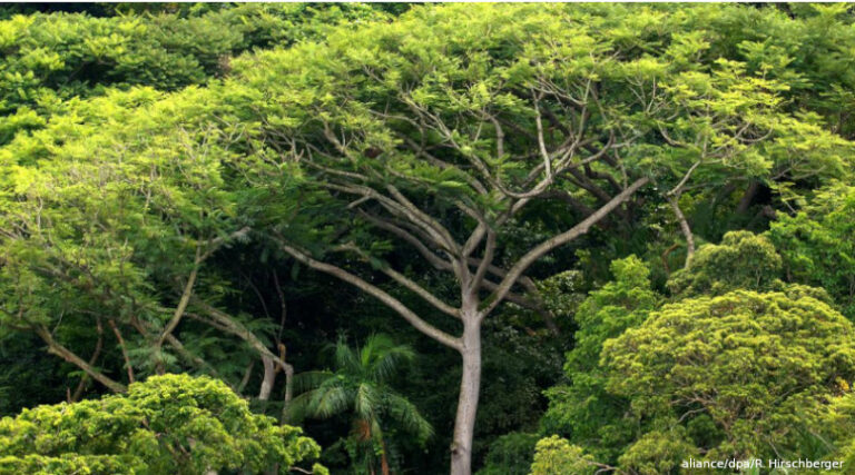 Mata Atlântica