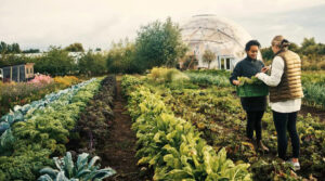 investimentos baixo carbono