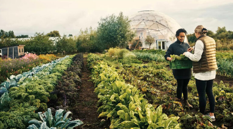 investimentos baixo carbono