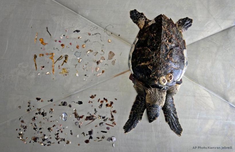 poluição por plásticos oceanos