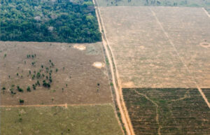 STF proteção meio ambiente