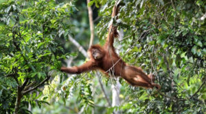 acordo biodiversidade ONU