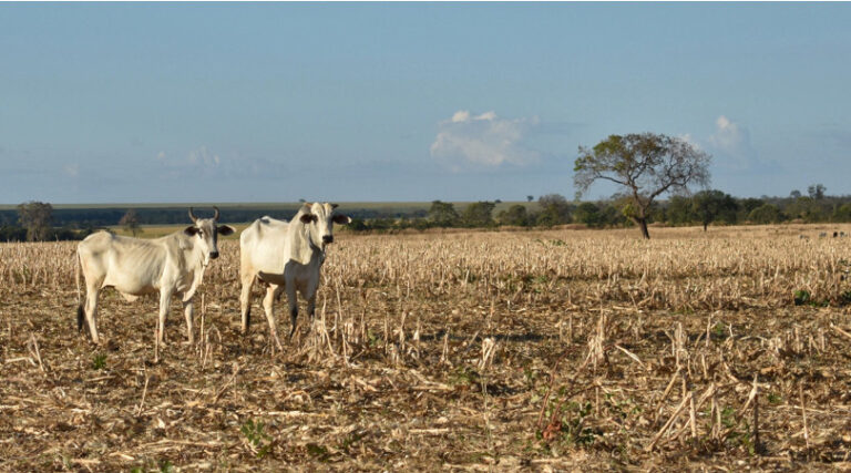 conservação do Cerrado