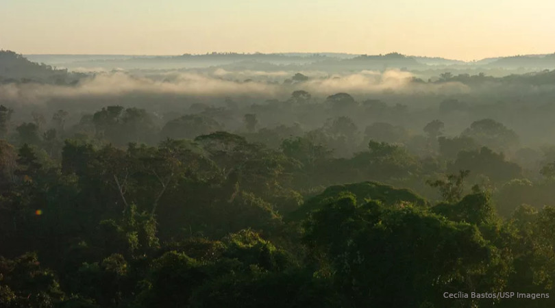 emissões carbono Amazônia