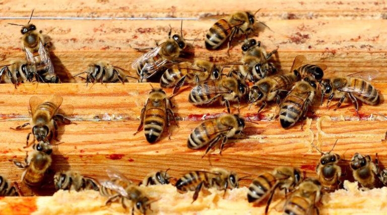 perda de biodiversidade